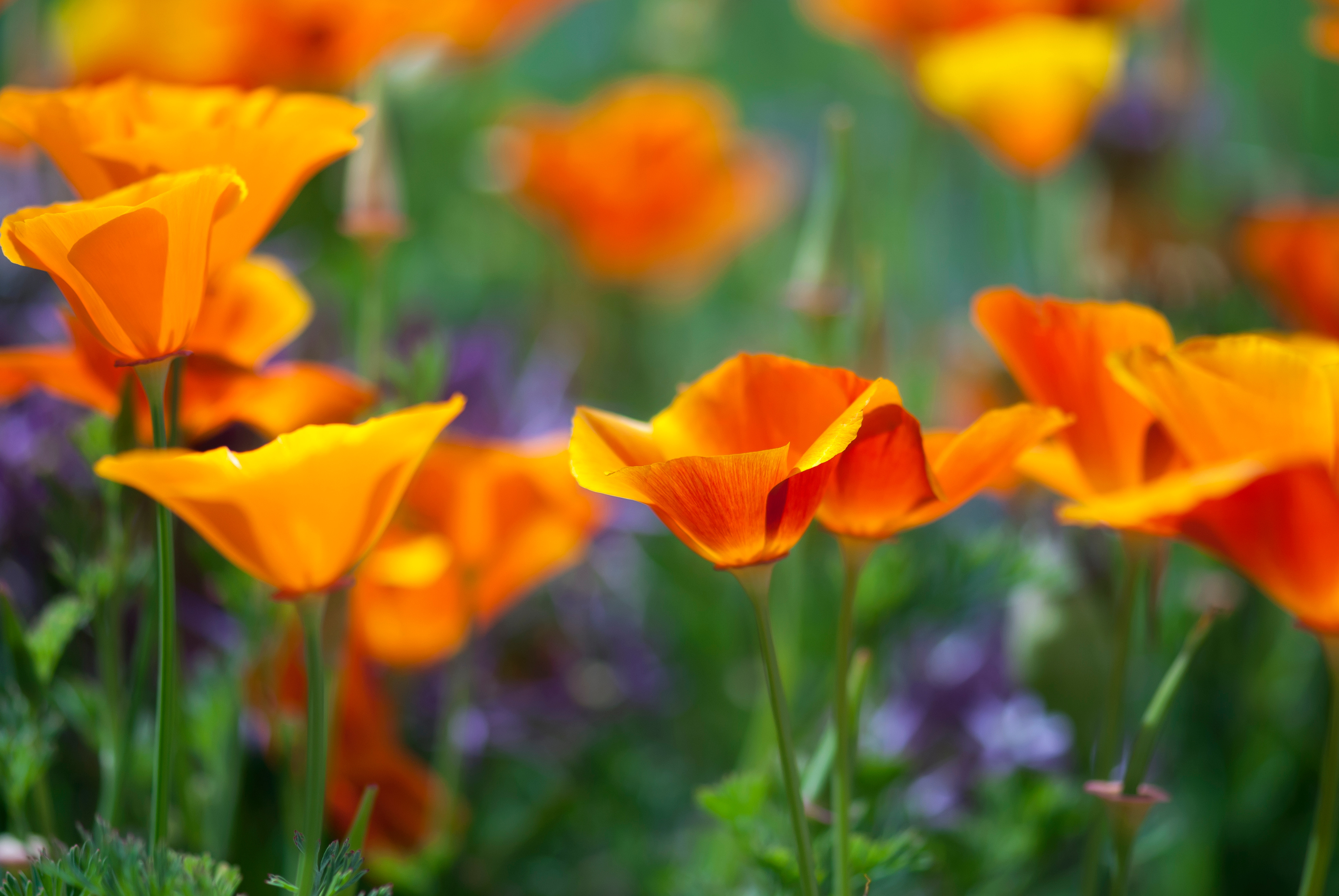 California Poppies.