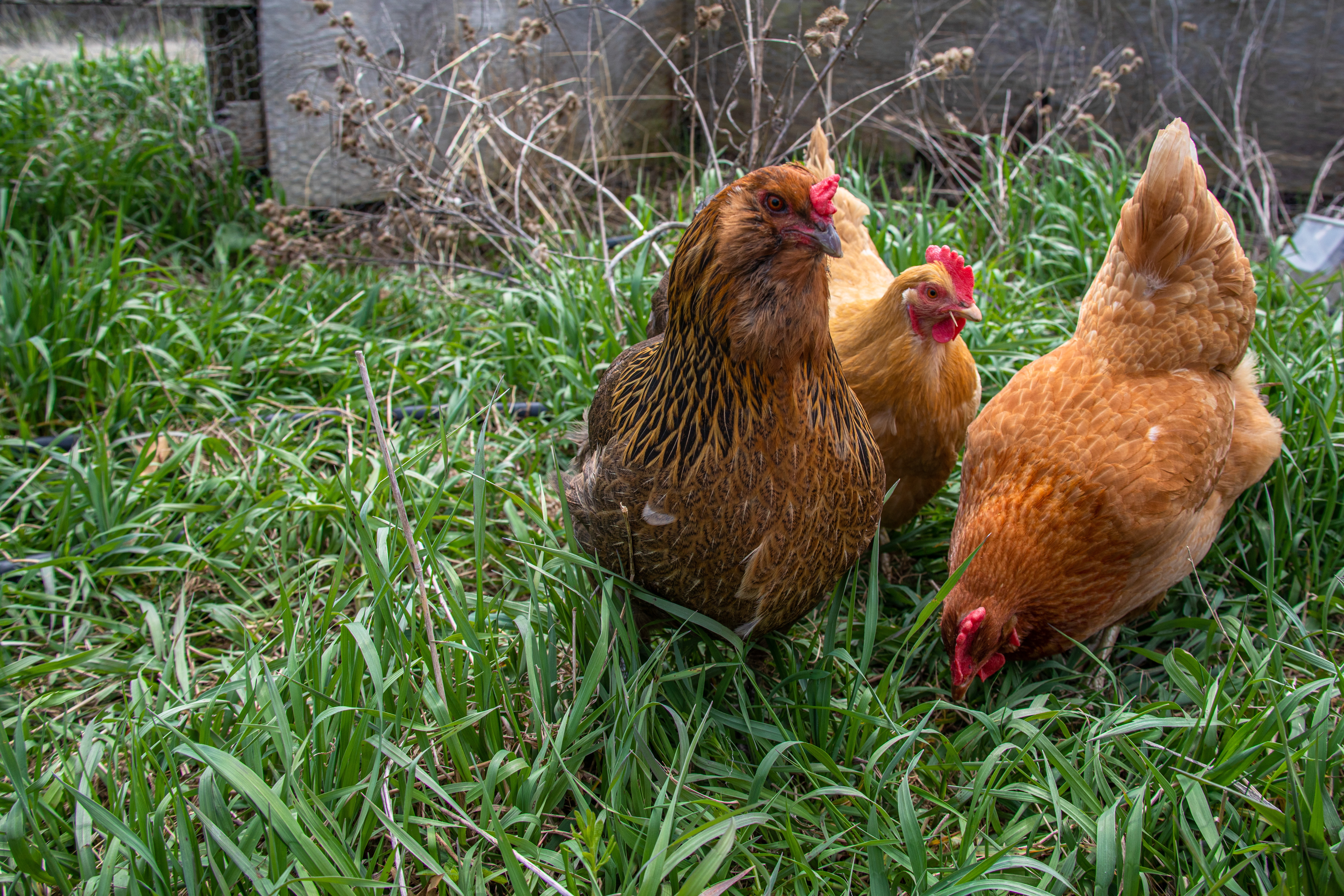 Chickens on Homestead Farm.