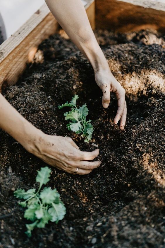 muddy hands planting in soil.