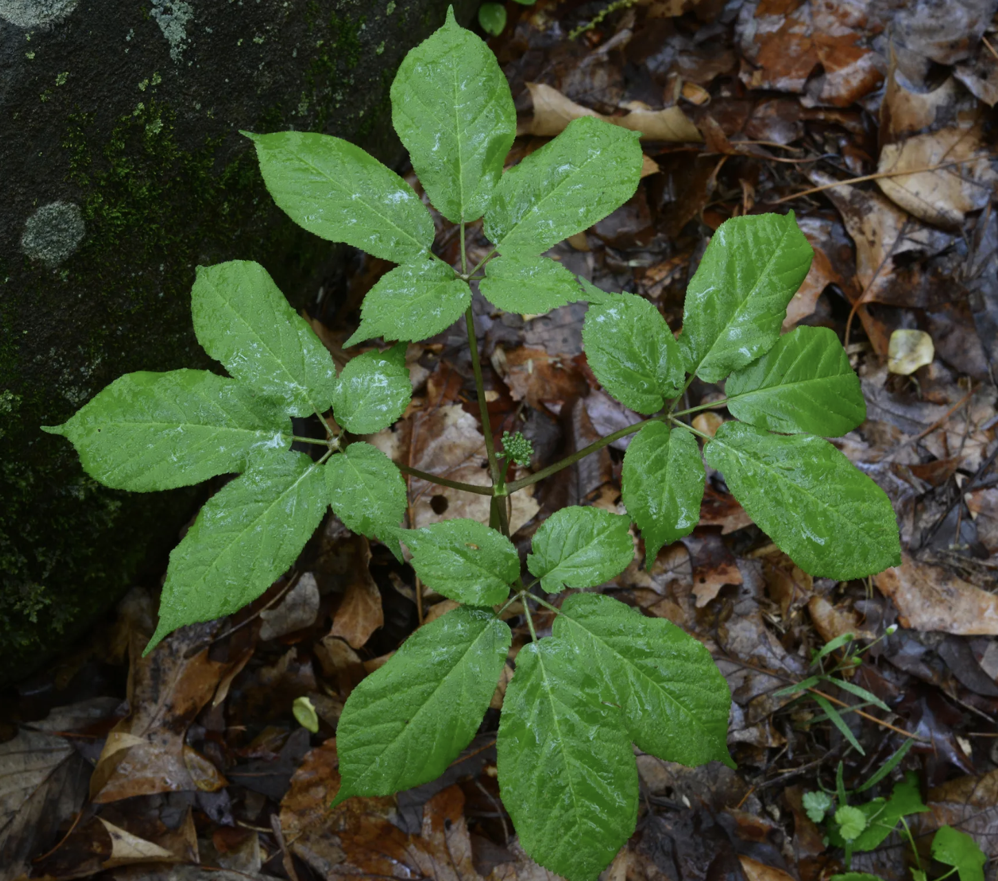 A Ginseng plant.