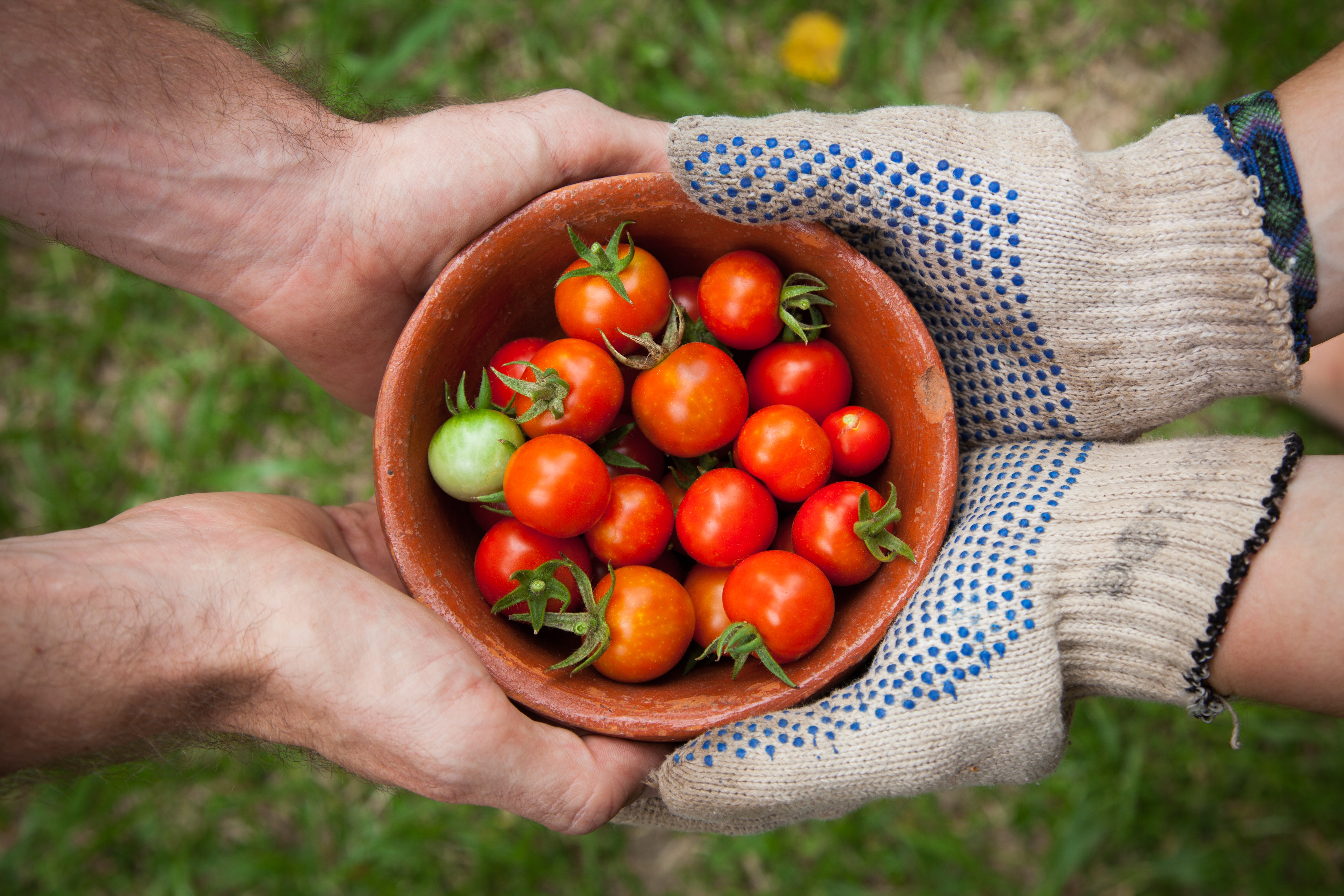 Tomato Garden.