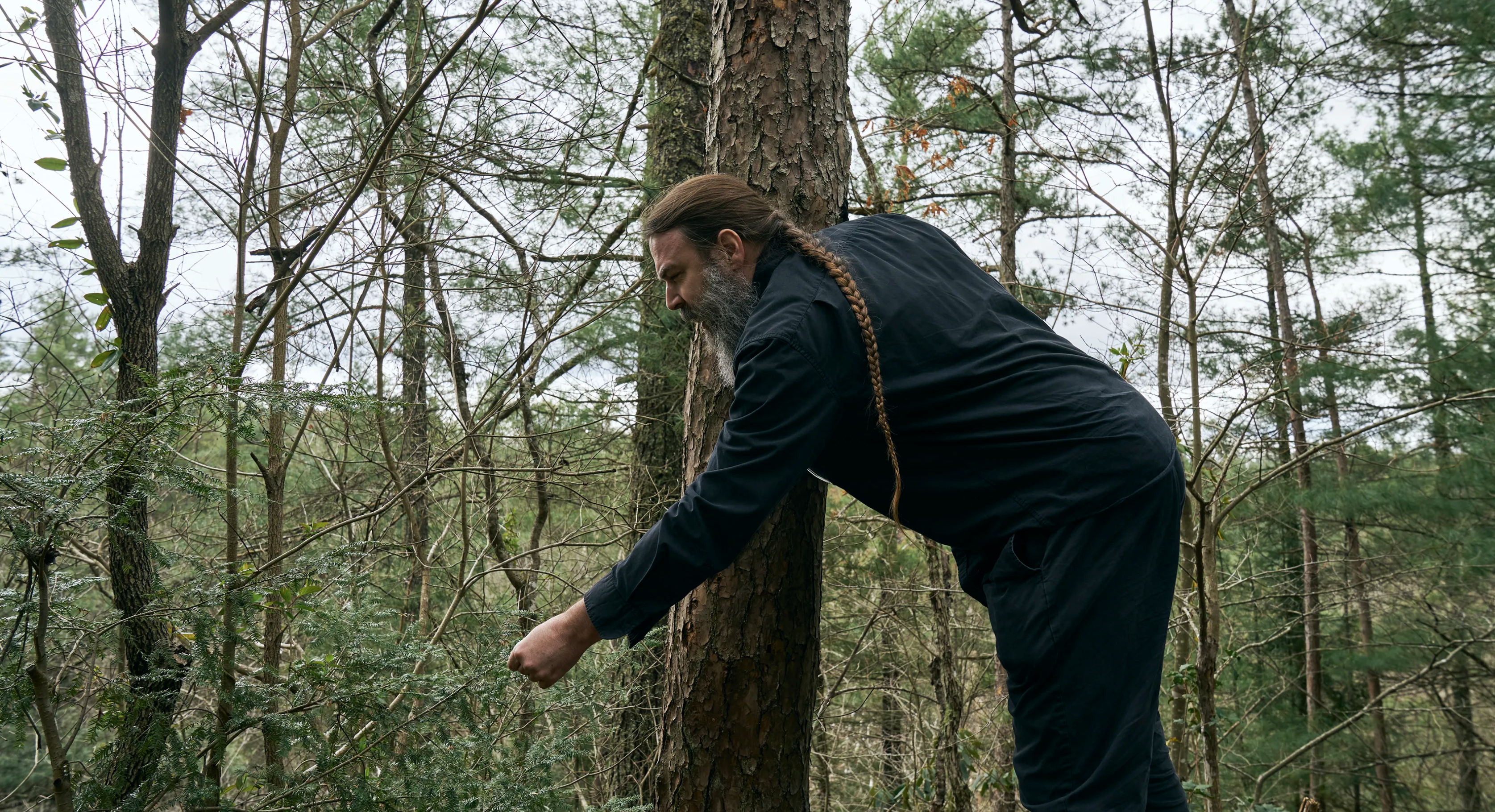 herbalist pointing out an Eastern Hemlock tree.