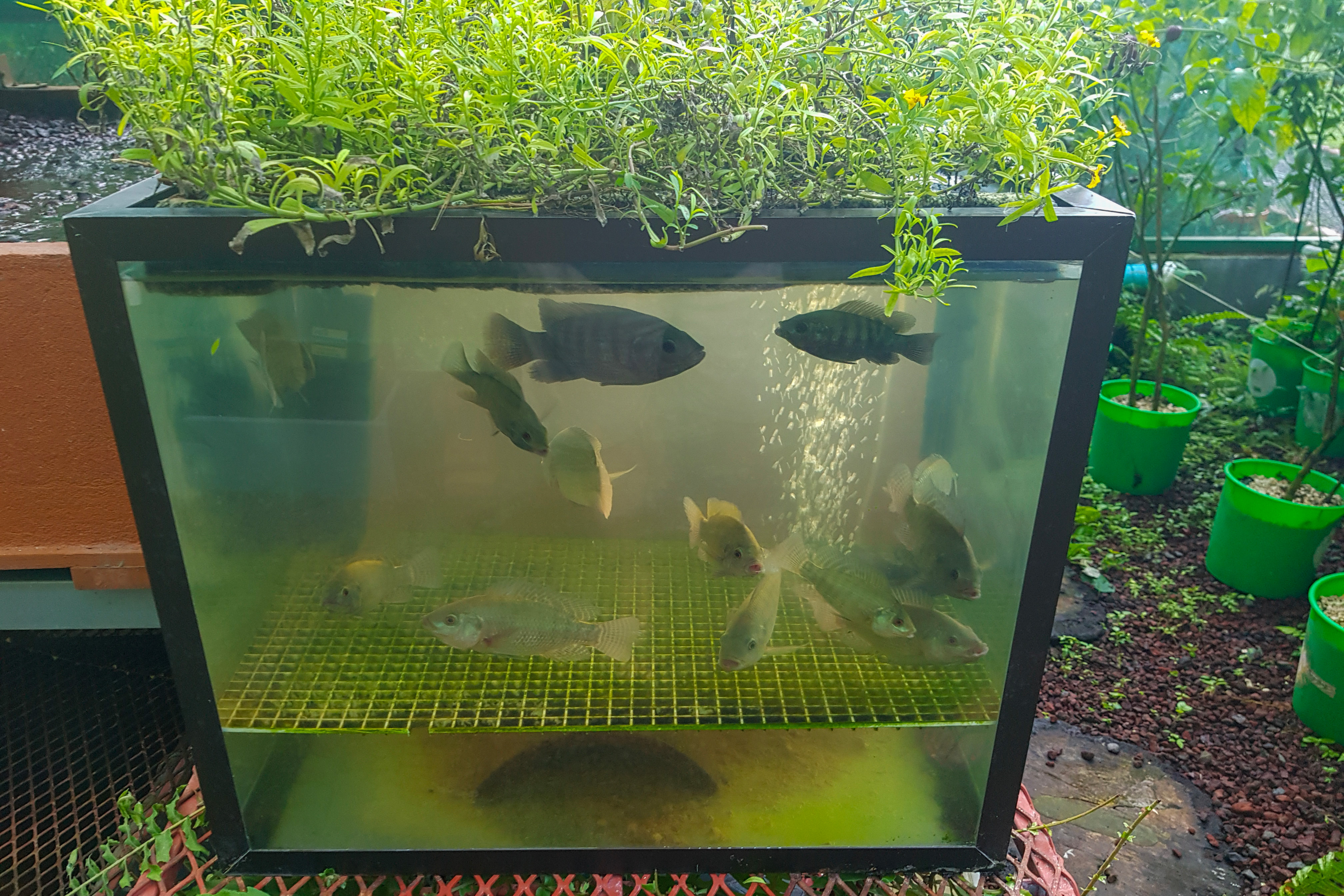 Hydroponic garden with Tilapia fish.