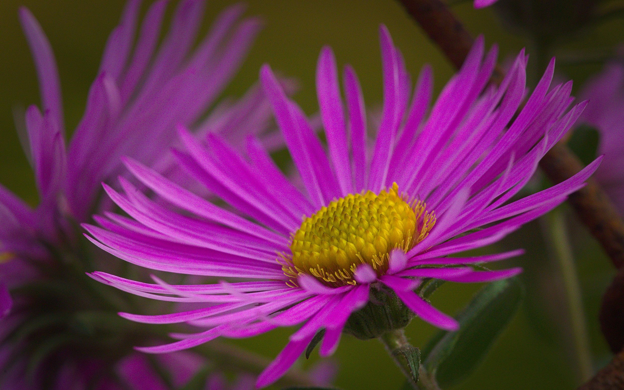 Purple New England Aster flower.