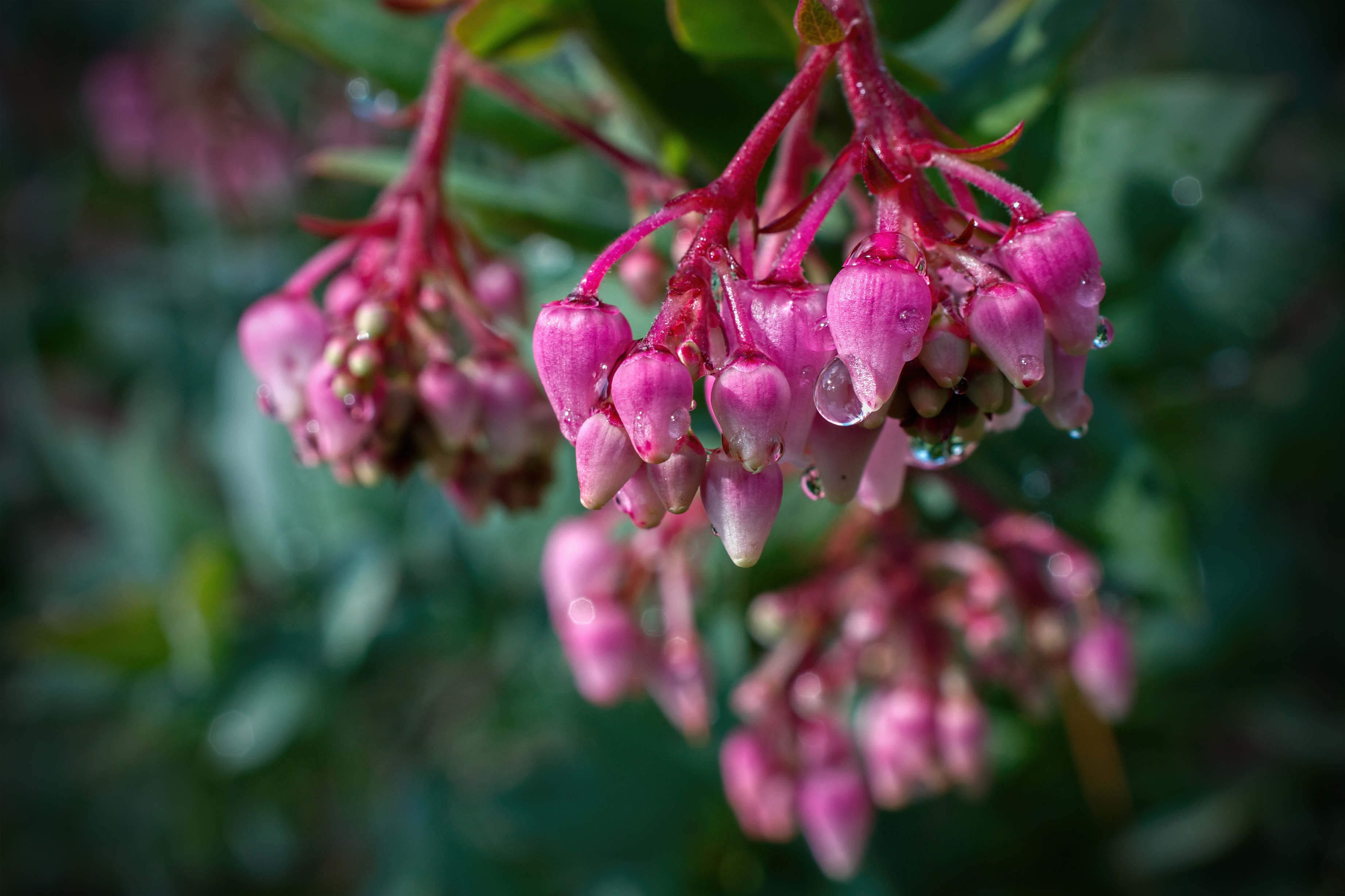 Pink Flowers of the Manzanita with water drops on them.