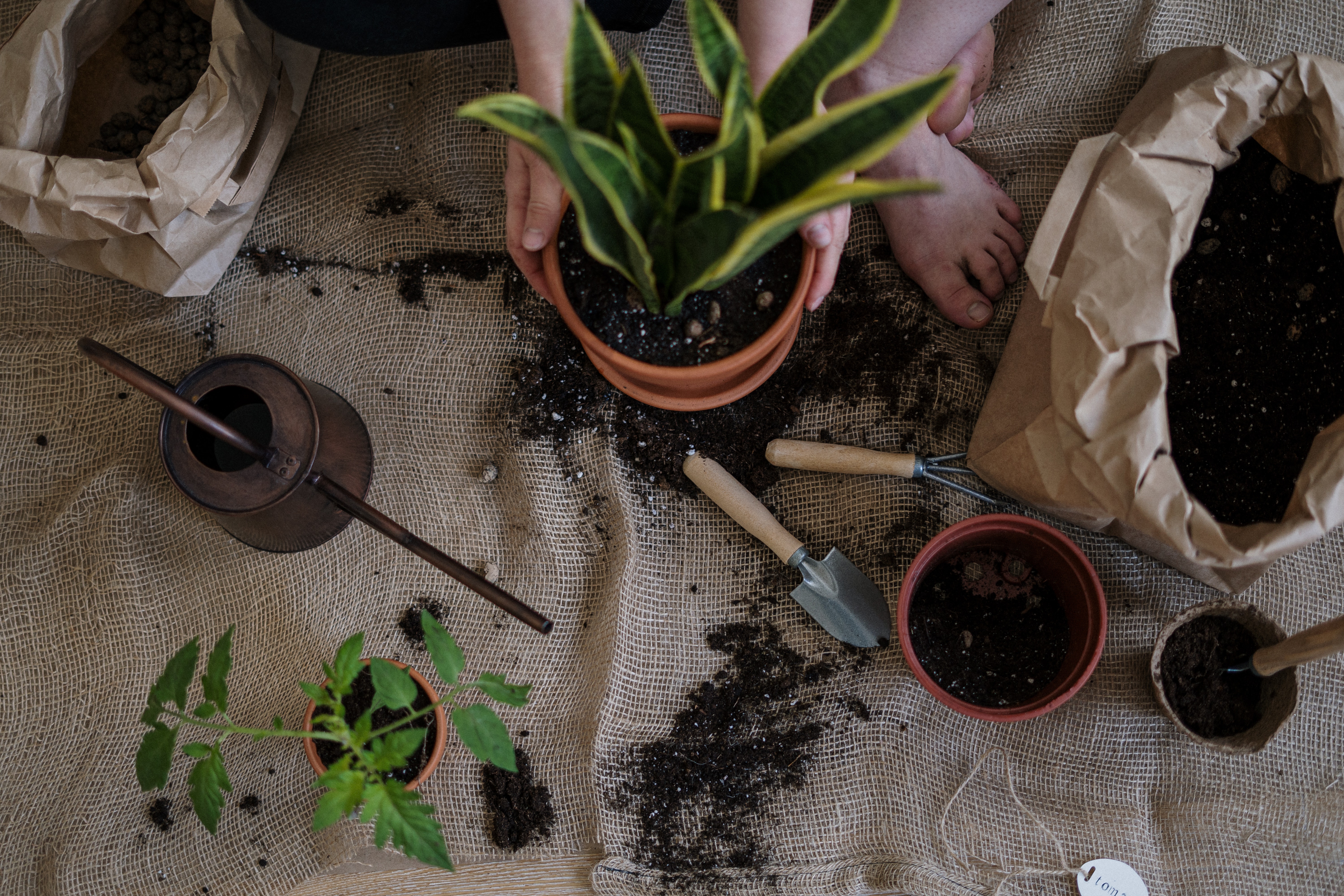 Green Plant on Brown Clay Pot.