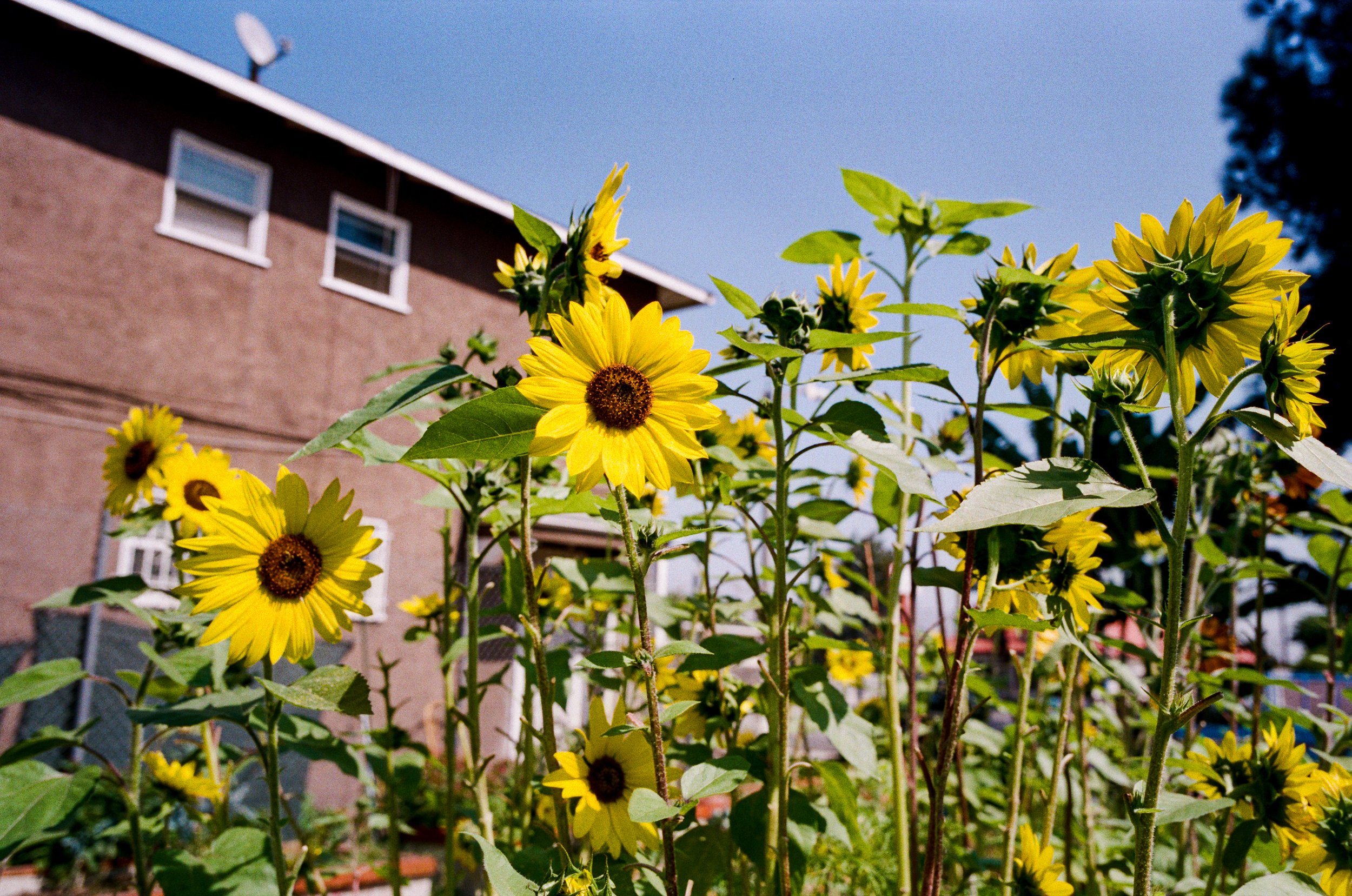 Garden Sunflowers.