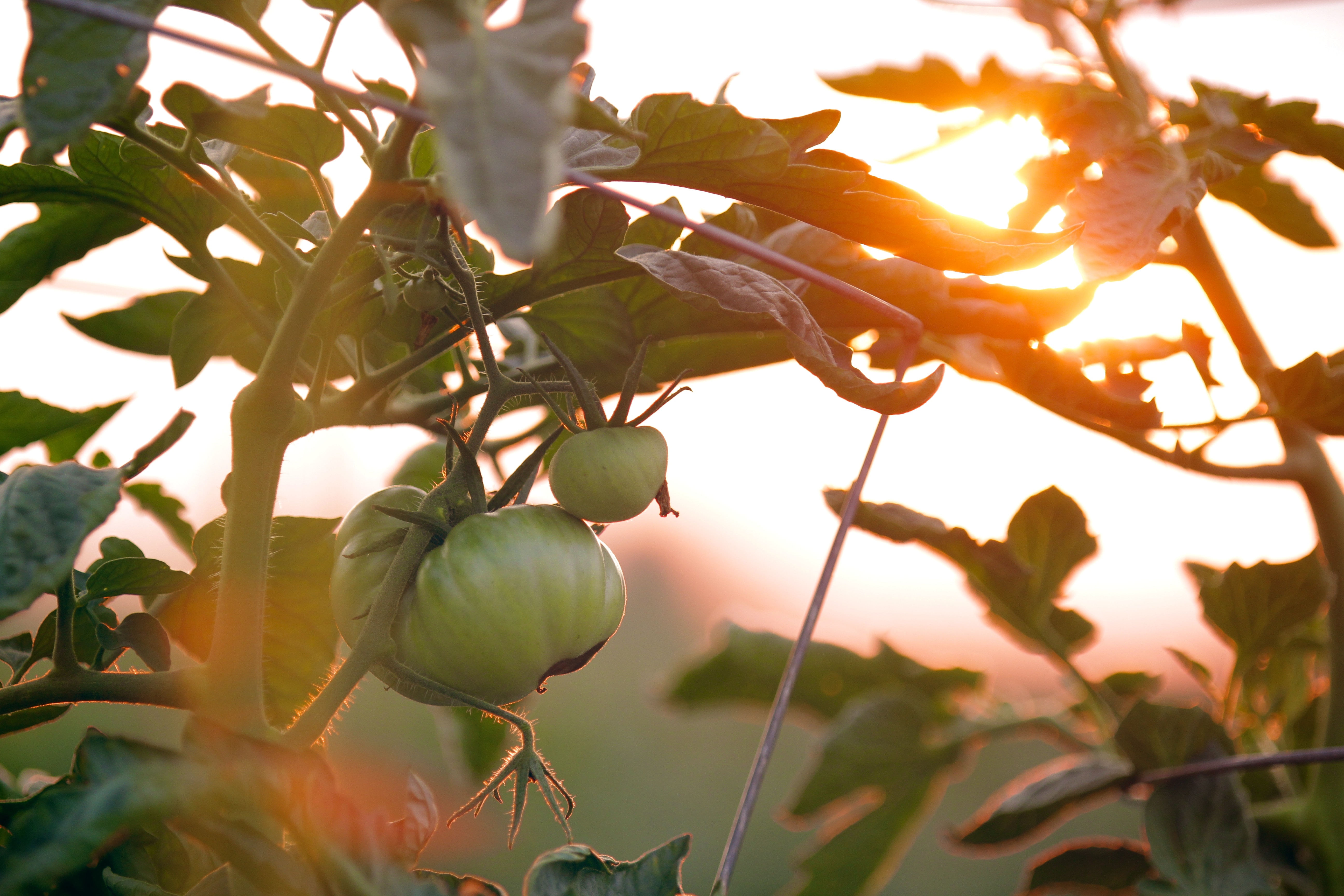 Organic tomatoes in a garden at sunset in natural light.
